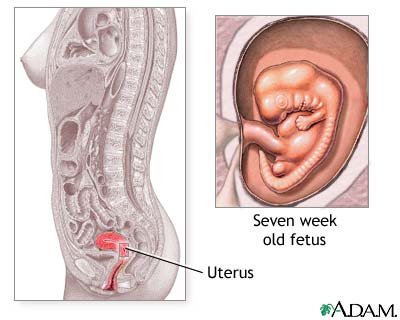 7 week fetus
