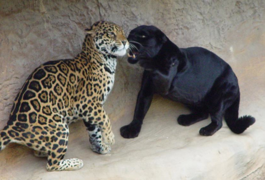 Melanistic jaguar