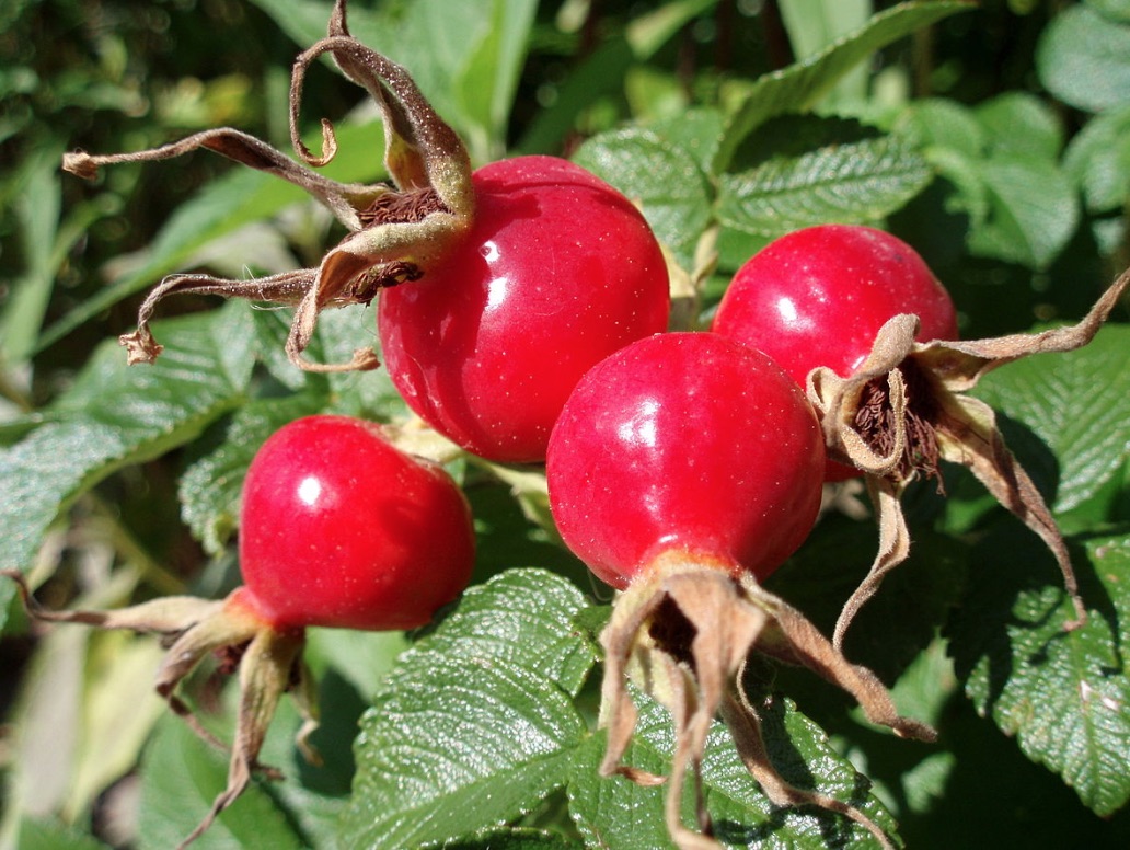 rosehip fruit