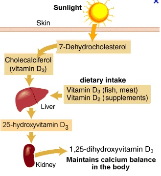 Vitamin D creation process in Body