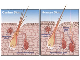 dog skin and human skin