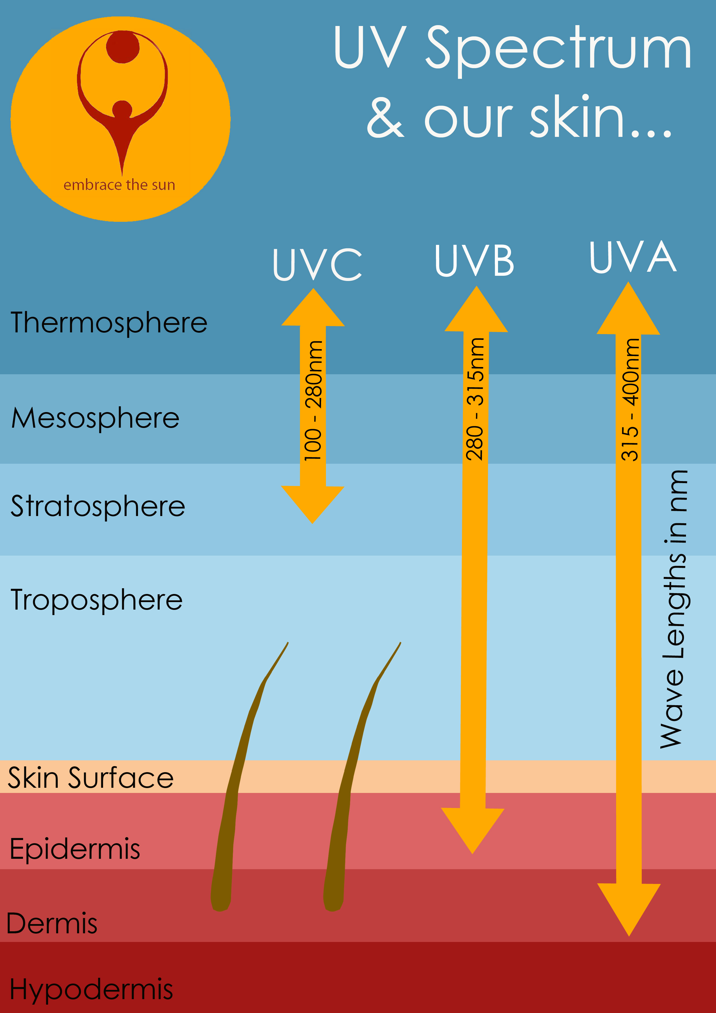 Skin layers and UV rays
