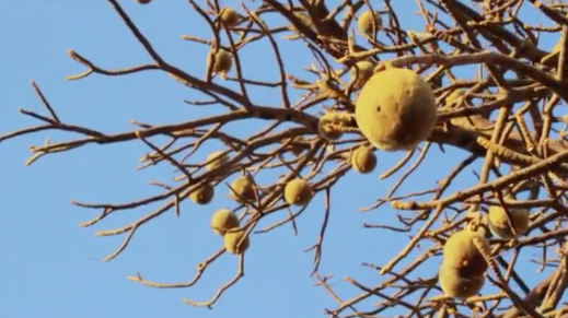 Baobab fruit for quality oil