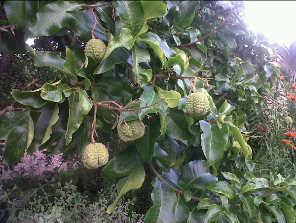 Cape chestnut seed pods