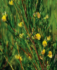 Green rooibos tea