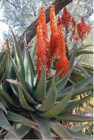 Aloe Ferox for sun burn