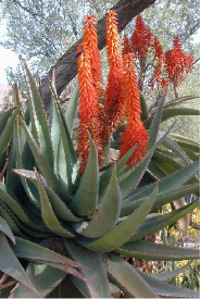 Aloe ferox helps heal tanning burns