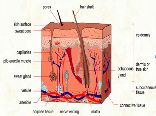 basal-cell-carcinoma diagram: skin layers