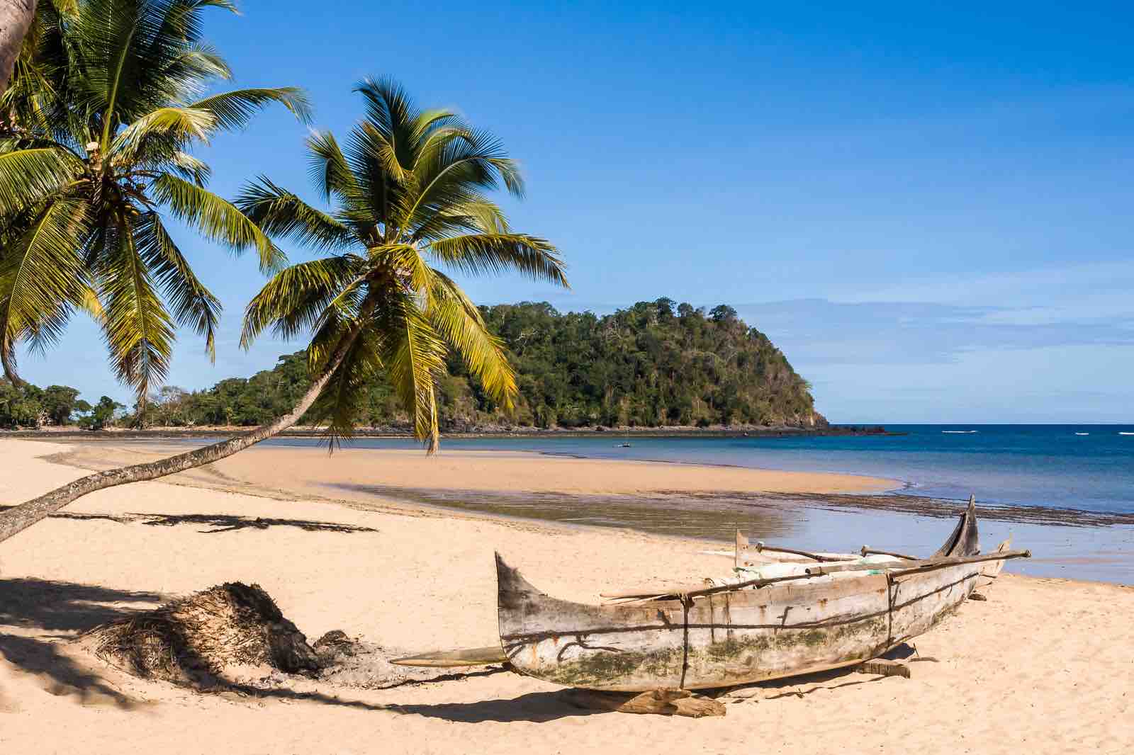 beach with palms