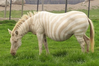 blonde-zebra