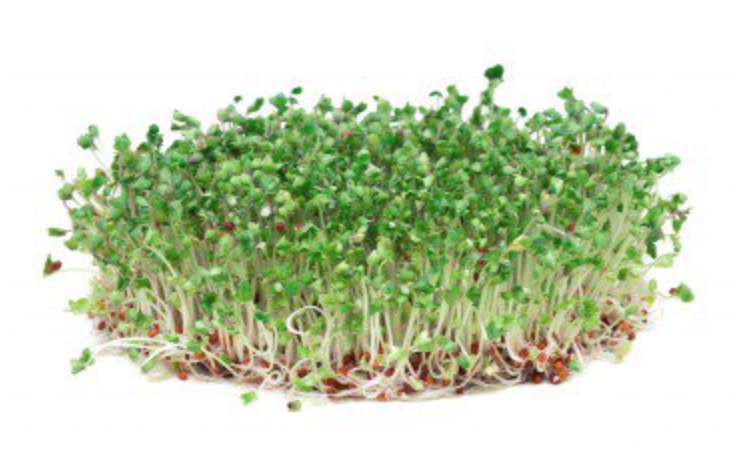 broccoli sprouts