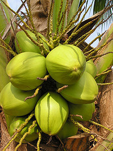 Coconut oil has been used for centuries directly on the skin