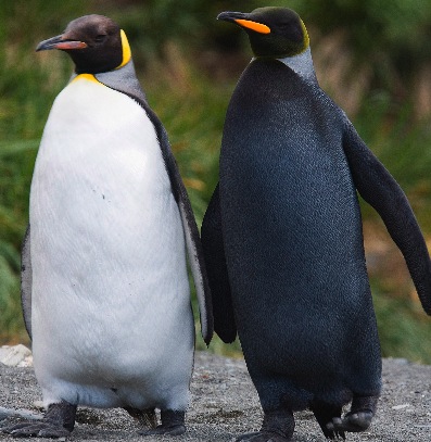 Penguins at the Pole