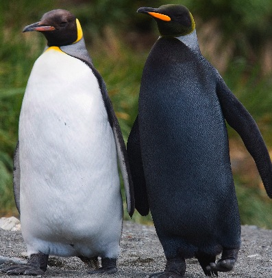 Penguins at the Pole