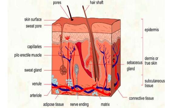 Sunless tanning lotion works on epidermis layer only