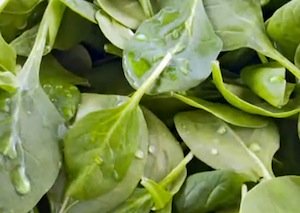 spinach for antioxidants