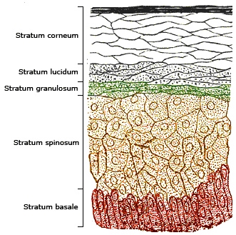 stratum corneum