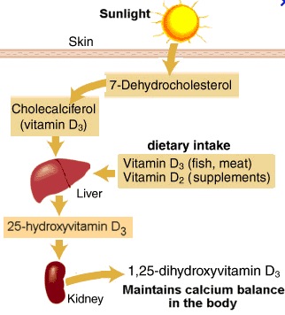 vitamin d process