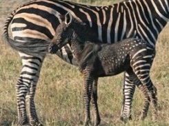 Melanin in zebras